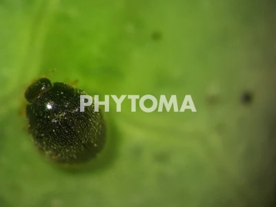 Tetranychus urticae